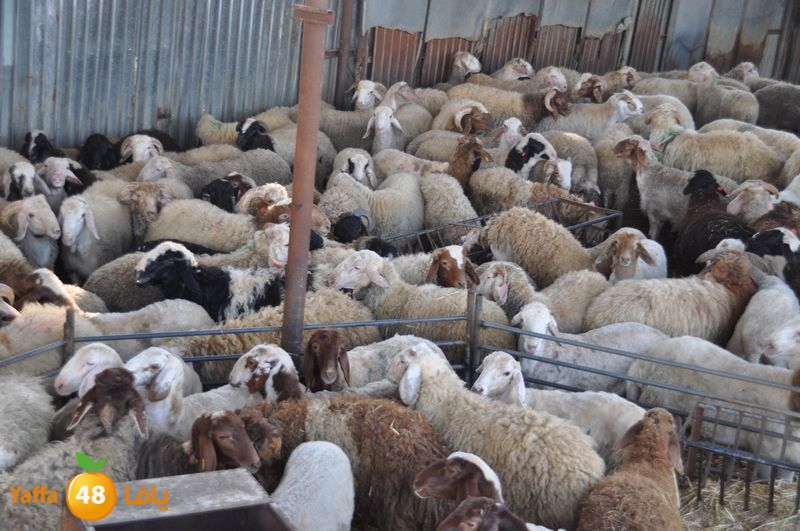 mal7ama lud 929 (2).JPG